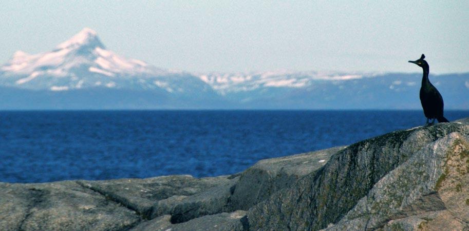 Toppskarv. Foto: Signe Christensen-Dalsgaard GPS- og dykkeloggere. Sammen gir disse oss tredimensjonale data på hvordan fuglene utnytter leveområdene.