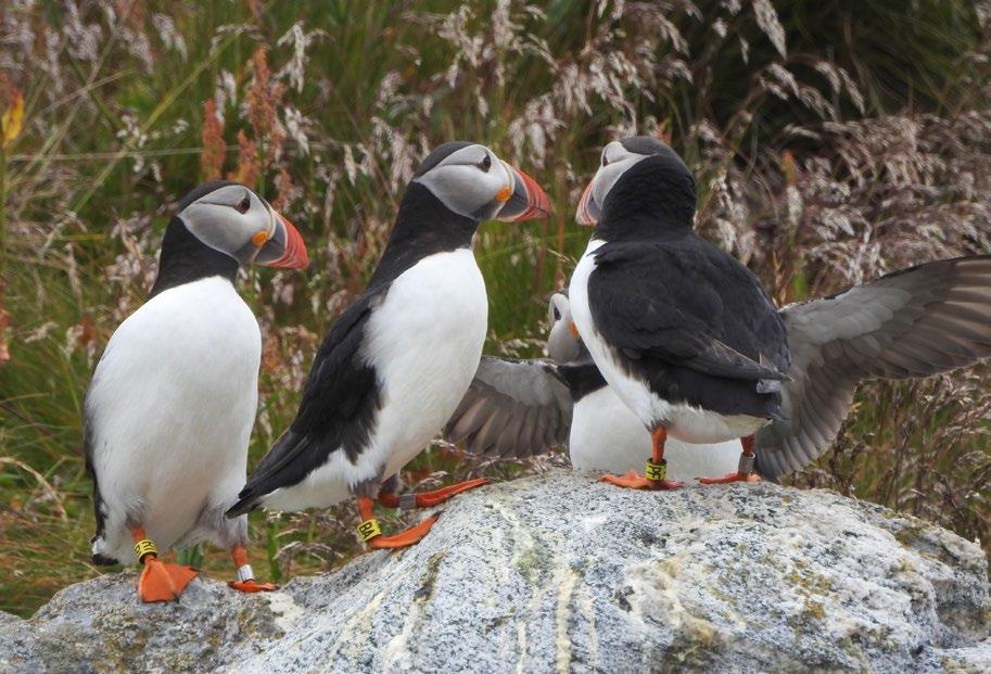 kolonier, bl.a. på Røst (72 %). Både på Spitsbergen, Hjelmsøya og Sør-Gjeslingan var det en økning i forhold til året før.