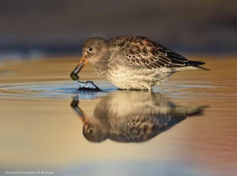 The exchange of birding information