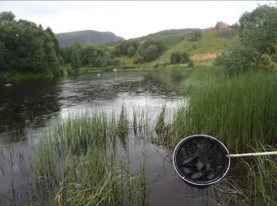 av muslinger Elektrofisk