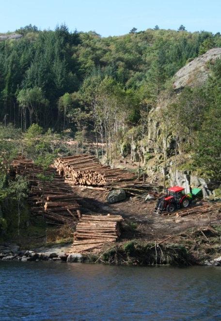 Aktuelle arter Latinsk navn Status risikovurdering Sitkagran Picea sitchensis Svært høy risiko (5) Europalerk Larix decidua Svært høy risiko (5) Vestamerikansk hemlokk Tsuga heterophylla Svært høy