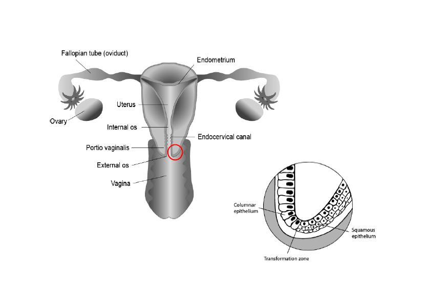 Cervix uterii, livmorhalsen, med squamo- columnar junction