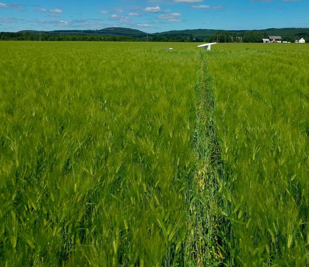 Statens havarikommisjon for transport Side 2 FAKTISKE OPPLYSNINGER Ulykken skjedde i forbindelse med NM i seilflyging.