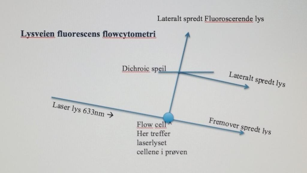 Flow cell med Hydrodynamisk fokusering Deteksjonssystem 22 Figur 8 Viser lysveien i fluorescens flowcytometri. Dette skjer med prøven: se figur 8.