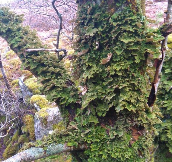 4 Dagens status Naturen i Aundalen naturreservat er av god økologisk tilstand.