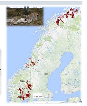 dager (2011 2013) Finnmark 9 individer i 462 dager