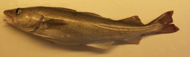 Atlantic cod genome project Tore torsk 850 million