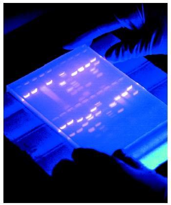 PCR-methods rtpcr qpcr