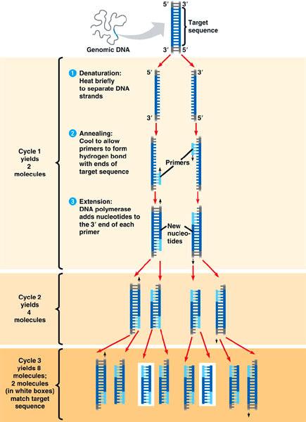 prototype for PCR maskin PCR Amplifisere mengde tilgjengelige DNA (dobbeltstreng)