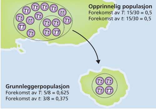 - Hva var baserekkefølgen i mrna som svarte til DNA-sekvensen (firmanavnet)? Bruk bokstavsymbolene for aminosyrene (Se Vedlegg 4). Det holder at du oppgir en mulig baserekkefølge.