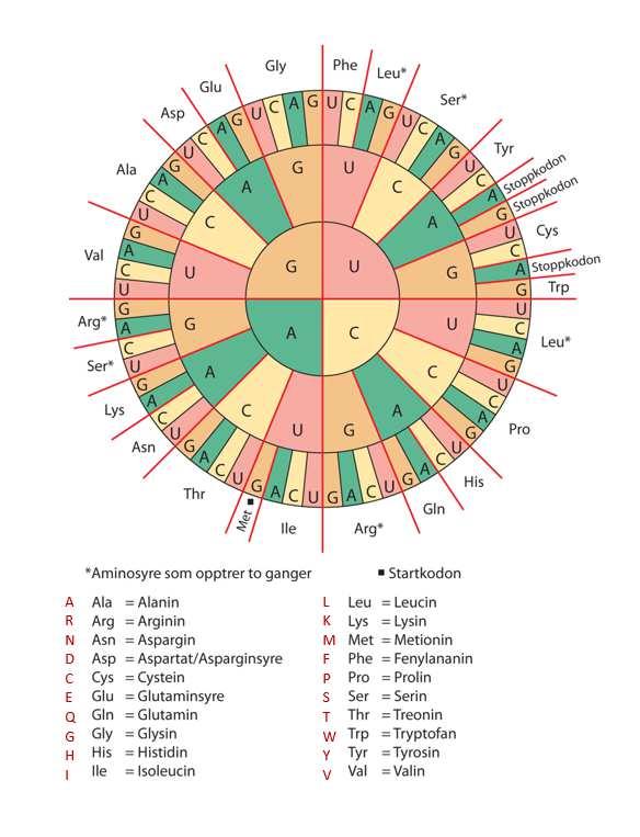 Vedlegg 4 Den genetiske koden,