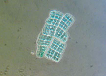 forsuring Effekter av kalking Cyanobakterien Merismopedia