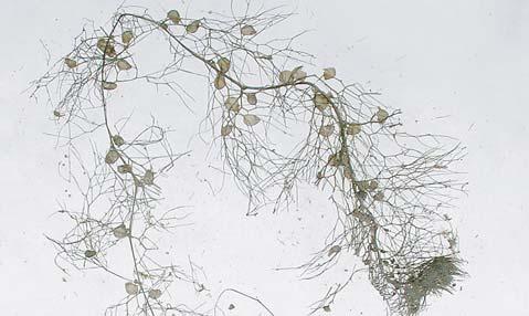 Foto: Hege Hansen Karplanten Utricularia vulgaris