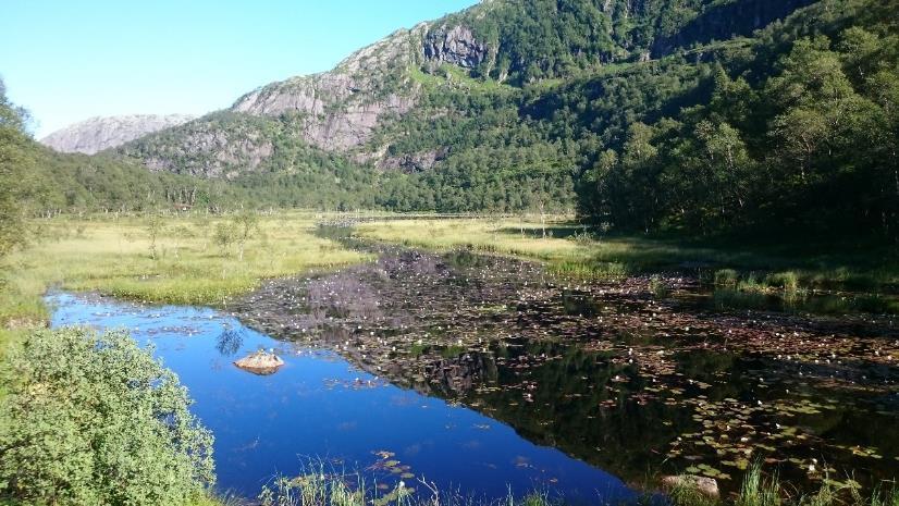 4.4.5.2 Dyreplankton Dyreplankton som vart fanga i Stongstølsvatnet er vist i vedlegg 1. Vatnet var svært grunt, noko som ikkje gjorde det mogeleg å ta eit vertikalt planktontrekk.