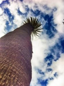 I Néstor Alamo-parken, kan du se Kanariøyenes høyeste palme.