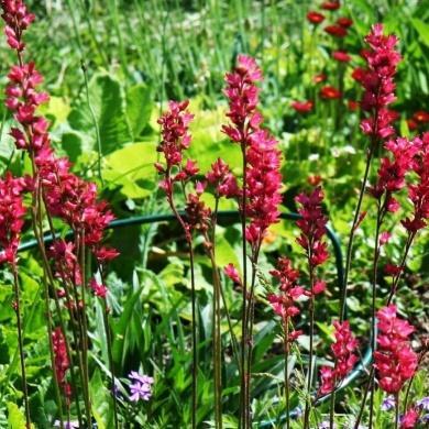 Passer i steinbed Heuchera sanginea Firefly blodalunrot Røde blomster