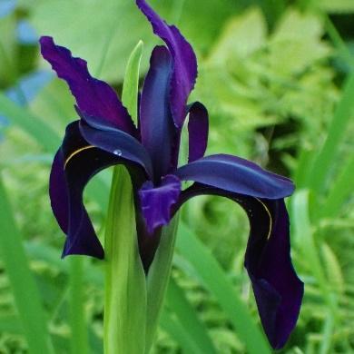 Hosta tåler skygge, og får finere farger i delvis skygge.