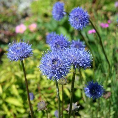 Jasione laevis blåmunke, sandmunke Blomstrer juli-august med blå