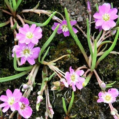 Sølvhvite blomster med lodne høyblad.