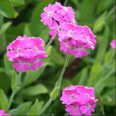 Blomstrer juni-juli med rosa eller rødrosa blomster. Høyde 30-40cm.