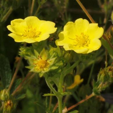 Potentilla megalantha praktmure, storblomstret mure Fra Japan.