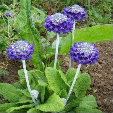 Lang blomstringstid hvis visne blomster fjernes Primula x bullesiana