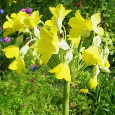 Side 15 av 18 Ansvarlig: Berit Nyrud Primula florindae augustprimula Fra Tibet.