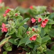 om våren med blomster i hvitt, gult, rødt eller rosa med gult øye.