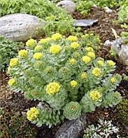 Vil helst ha drenert grusjord. Får vakre frøhoder etter blomstring. Høyde 20 cm. H7.