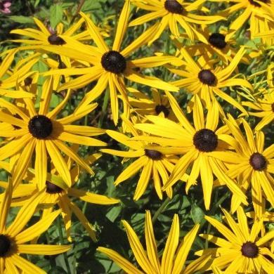 Gule blomster juli-sept på stødige stilker. Tiltrekker seg humler og bier.