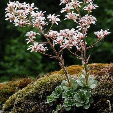 Fra Oldemprs hage: Saponaria officinalis -såpeurt Gammel medisinplante som også har vært