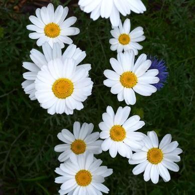 Blomstrer mai-juni. Høyde 15-20 cm. H5.