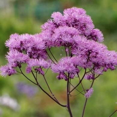 Gammel duft, farge og medisinplante Tradescantia -blomstervandrer Gresslignende bladverk og