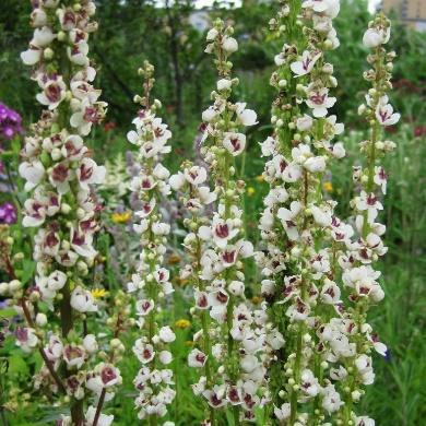 Blomstrer mai-juni med lyseblå blomster med mørkere årer. Rabatt og bunndekke.