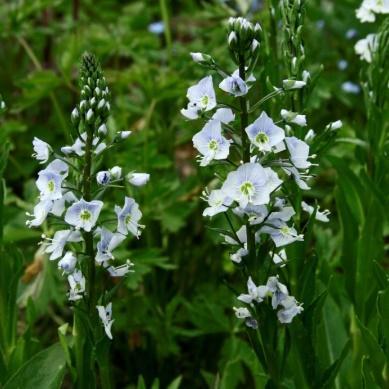 Vil ha sol eller lett skygge. Høyde 80-100 cm. Blomstrer junijuli. Rabatt og solitær.