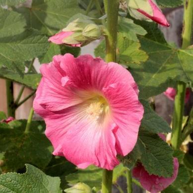 Alcea rosea Nigra svart stokkrose To- til flerårig. Gammel stokkrosesort.