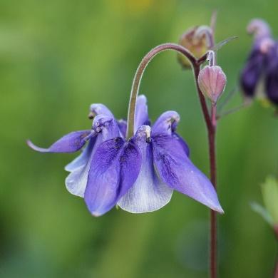 Side 4 av 18 --Ansvarlig: Berit Nyrud Aquilegia vulgaris blå/hvit akeleie Tofarget blå