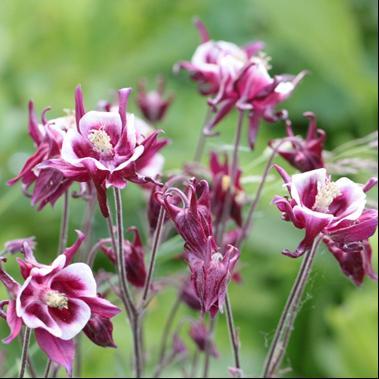 Blomstrer tidlig sommer Aquilegia vulgaris rød/hvit akeleie Kompakt vekst og opprette