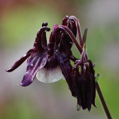 Aquilegia vulgaris William Guinness Akeleiesort med uvanlig farge, rødsvarte eller