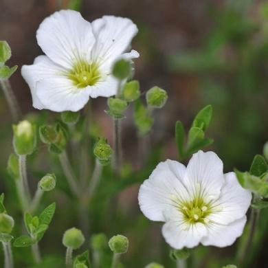 Blomstrer mai-juni. Høyde 75 cm. H5-6.