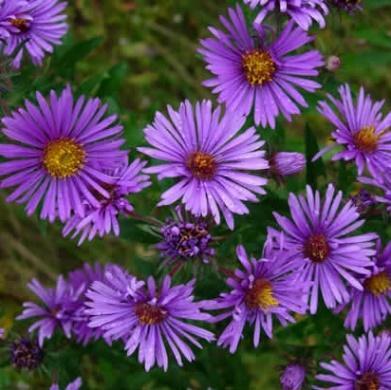 Grønne nyreformede blad og uanselige brune blomster H 3-5.