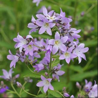 Høyde 30-40 cm. H7. Campanula alliarifolia hjerteklokke Fra Kaukasus. Hardfør og villig.