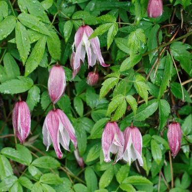 Mørkegrønne blad og hengende, mørkeblå blomster i juli-september. Høyde 60 cm. H6.