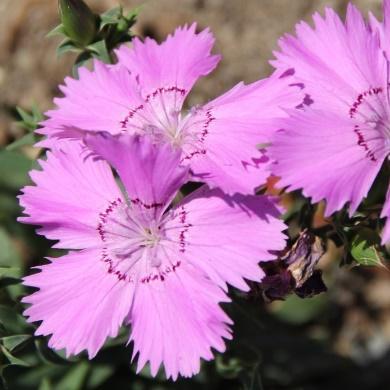 sommer. Høyde 30-40cm Få plamter Dalea purpurea -præriekløver Fra Amerika.