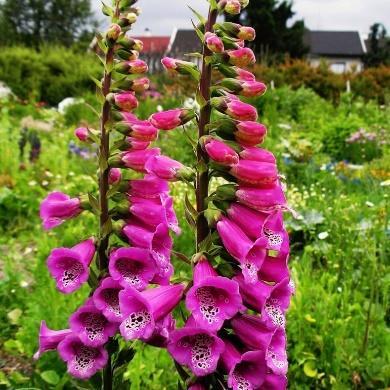 brungule blomster i juli-august. Høyde 150 cm. H 3-5.