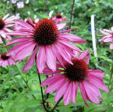 Dodechateon - gudeblomst Lillarosa blomster på høye stilker i mai-juni.