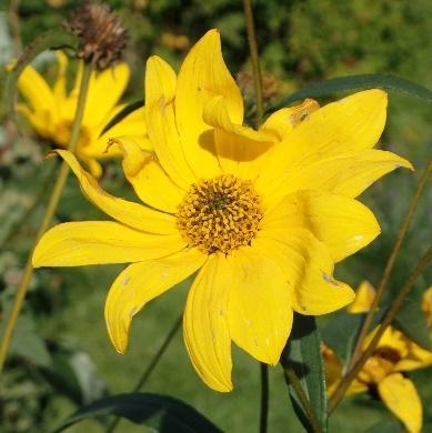 Hvite blomster med mørkrosa årer. Tørketålende plante som vil ha veldrenert jord.