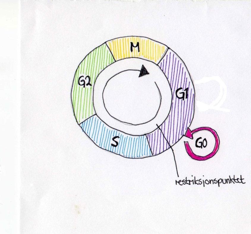 et proteinkompleks bestående av proteinene Structural Maintenance of Chromosomes 1 (SMC1), SMC3, Subunit of Cohesin Complex 1 (SCC1) og SCC3 som binder som en ring rundt søsterkromatidene.