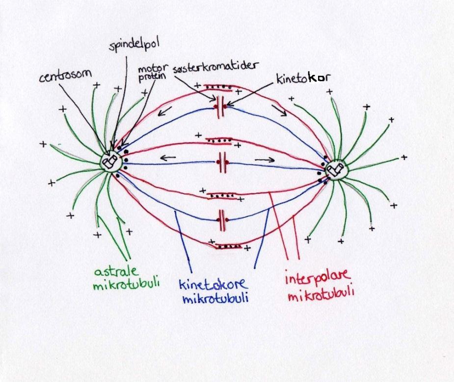 mikrotubuli forankrer den mitotiske spindelen i cellecortex og bestemmer dens posisjon i forhold til utkanten av cellen 28, 29.