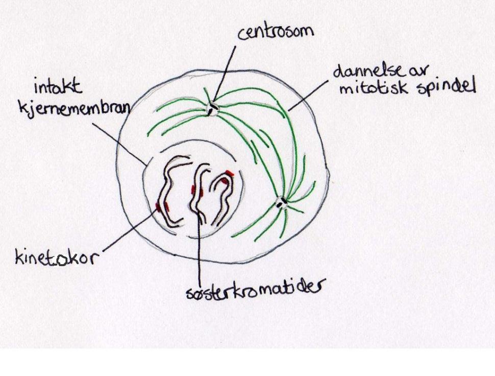 Cyklin avhengig kinase 1 (CDK1) er en kinase som driver cellen inn i mitose 9, 38. Aktiviteten til CDK1 øker som følge av en økning i CyklinB 9.